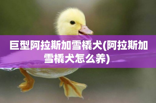 巨型阿拉斯加雪橇犬(阿拉斯加雪橇犬怎么養) 