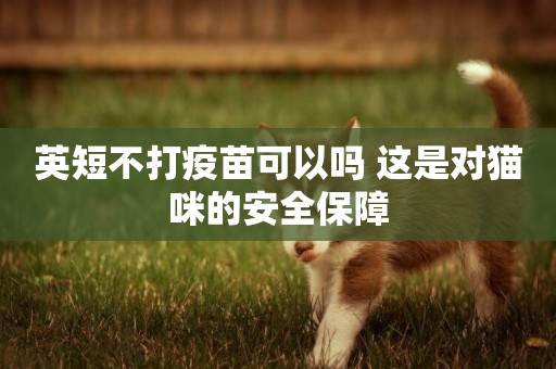 英短不打疫苗可以嗎 這是對貓咪的安全保障 英短不打疫苗可以嗎 這是對貓咪的安全保障