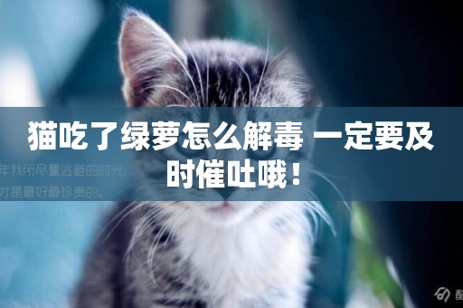 貓吃了綠蘿怎么解毒 一定要及時催吐哦！