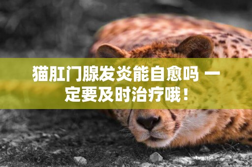 貓肛門腺發炎能自愈嗎 一定要及時治療哦！