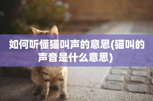 如何聽懂貓叫聲的意思(貓叫的聲音是什么意思) 