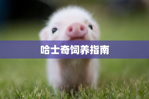 哈士奇飼養指南
