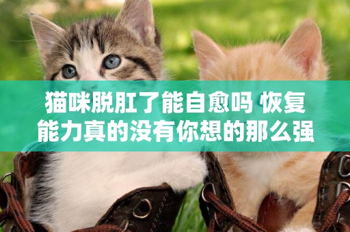 貓咪脫肛了能自愈嗎 恢復能力真的沒有你想的那么強大！