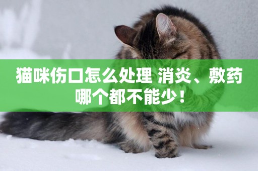 貓咪傷口怎么處理 消炎、敷藥哪個都不能少！