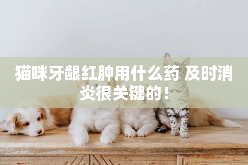 貓咪牙齦紅腫用什么藥 及時消炎很關鍵的！