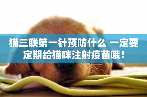 貓三聯第一針預防什么 一定要定期給貓咪注射疫苗哦！