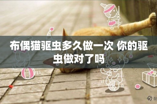 布偶貓驅蟲多久做一次 你的驅蟲做對了嗎