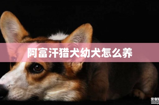 阿富汗獵犬幼犬怎么養