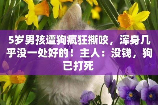 5歲男孩遭狗瘋狂撕咬，渾身幾乎沒一處好的！主人：沒錢，狗已打死 