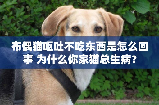 布偶貓嘔吐不吃東西是怎么回事 為什么你家貓總生病? 布偶貓嘔吐不吃東西是怎么回事 為什么你家貓總生病?