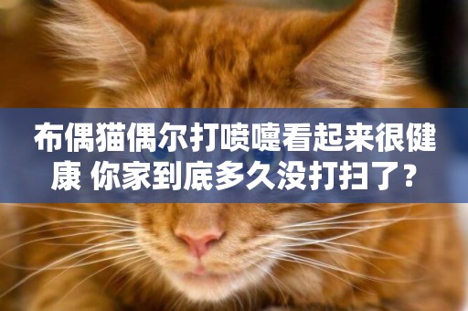 布偶貓偶爾打噴嚏看起來很健康 你家到底多久沒打掃了？