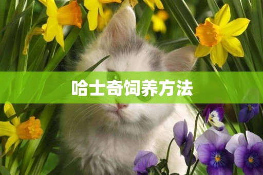 哈士奇飼養方法