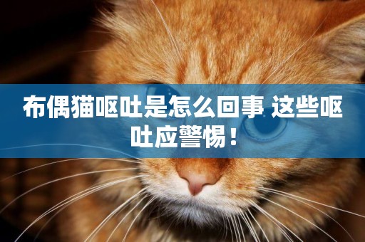 布偶貓嘔吐是怎么回事 這些嘔吐應警惕！