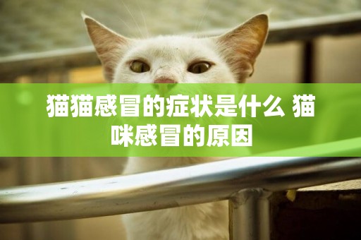 貓貓感冒的癥狀是什么 貓咪感冒的原因