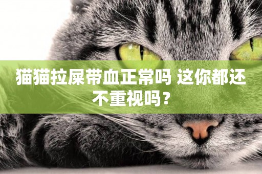貓貓拉屎帶血正常嗎 這你都還不重視嗎？