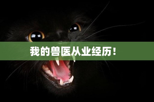 我的獸醫從業經歷！ 