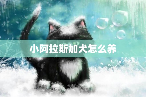 小阿拉斯加犬怎么養