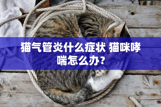 貓氣管炎什么癥狀 貓咪哮喘怎么辦？