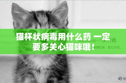 貓杯狀病毒用什么藥 一定要多關心貓咪哦！