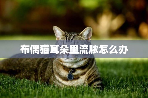 布偶貓耳朵里流膿怎么辦