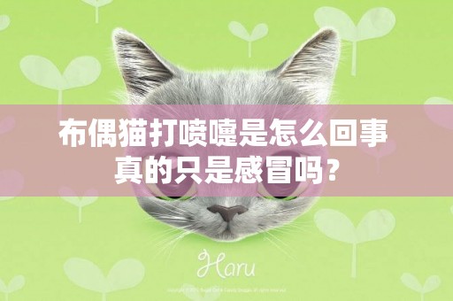 布偶貓打噴嚏是怎么回事 真的只是感冒嗎？