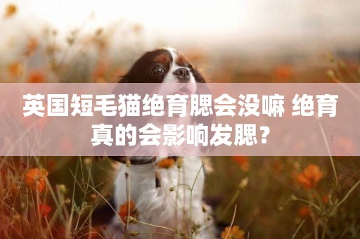 英國短毛貓絕育腮會沒嘛 絕育真的會影響發腮？