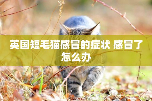 英國短毛貓感冒的癥狀 感冒了怎么辦