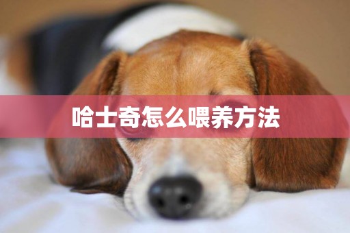 哈士奇怎么喂養方法