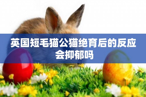 英國短毛貓公貓絕育后的反應 會抑郁嗎