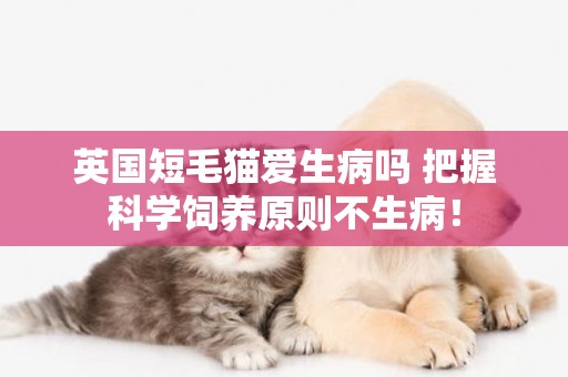 英國短毛貓愛生病嗎 把握科學飼養原則不生病！