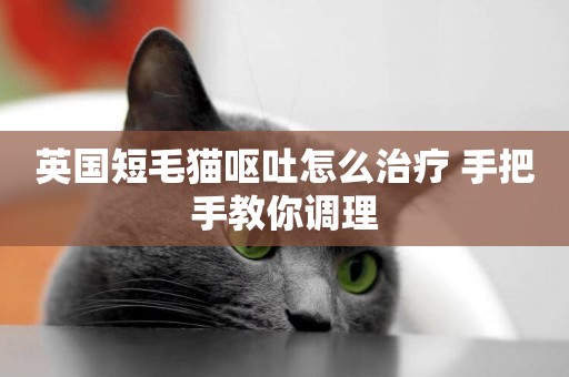 英國短毛貓嘔吐怎么治療 手把手教你調理