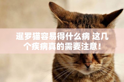 暹羅貓容易得什么病 這幾個疾病真的需要注意！