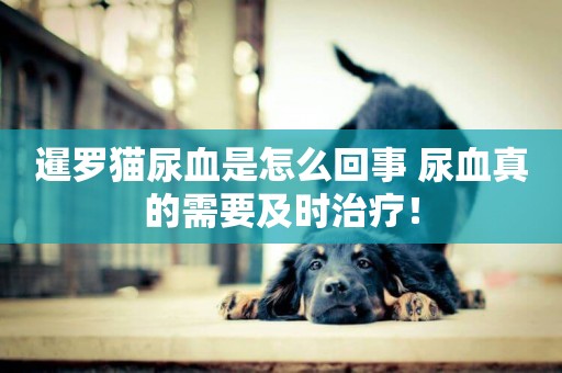 暹羅貓尿血是怎么回事 尿血真的需要及時治療！