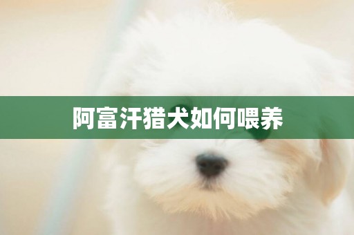 阿富汗獵犬如何喂養