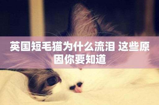 英國短毛貓為什么流淚 這些原因你要知道