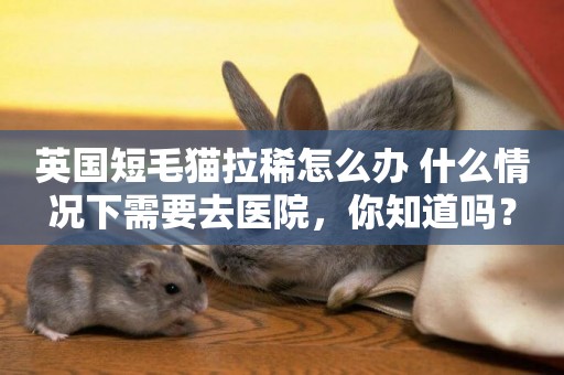 英國短毛貓拉稀怎么辦 什么情況下需要去醫院，你知道嗎？