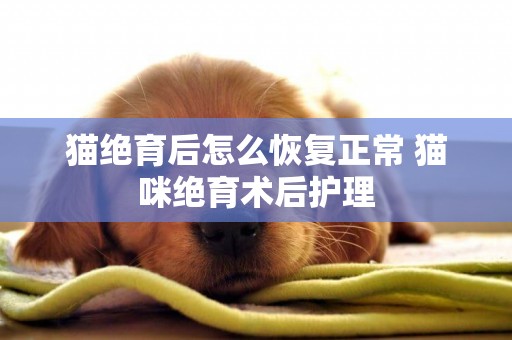 貓絕育后怎么恢復正常 貓咪絕育術后護理 貓絕育后怎么恢復正常 貓咪絕育術后護理