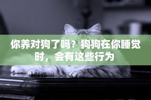 你養對狗了嗎？狗狗在你睡覺時，會有這些行為 