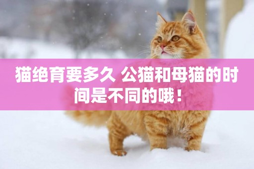 貓絕育要多久 公貓和母貓的時間是不同的哦！