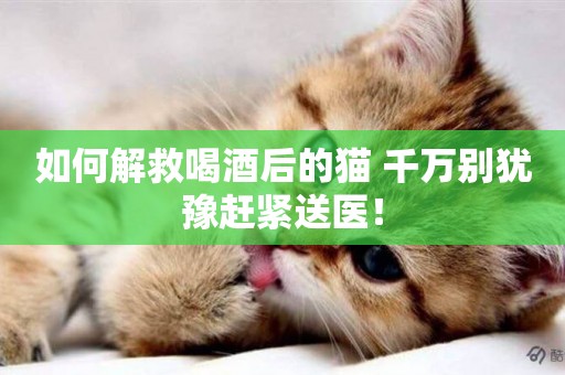 如何解救喝酒后的貓 千萬別猶豫趕緊送醫！
