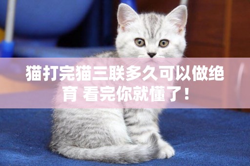 貓打完貓三聯多久可以做絕育 看完你就懂了! 貓打完貓三聯多久可以做絕育 看完你就懂了!