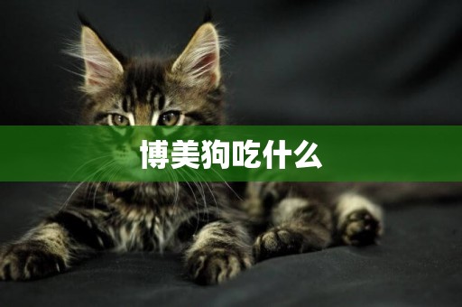 博美狗吃什么