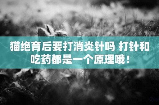 貓絕育后要打消炎針嗎 打針和吃藥都是一個原理哦！