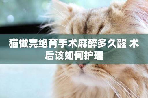 貓做完絕育手術麻醉多久醒 術后該如何護理