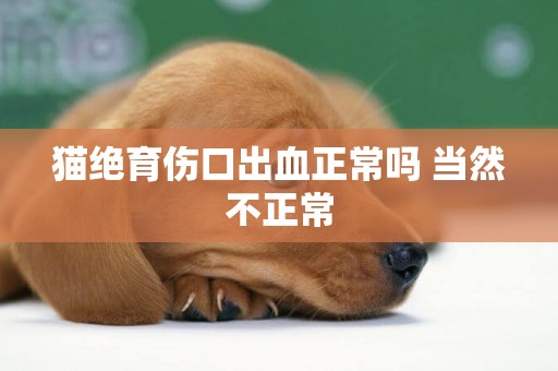 貓絕育傷口出血正常嗎 當然不正常