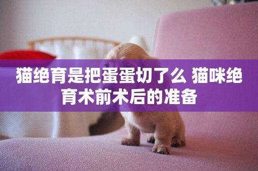 貓絕育是把蛋蛋切了么 貓咪絕育術前術后的準備
