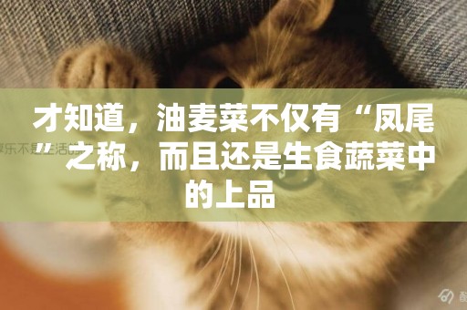 才知道，油麥菜不僅有“鳳尾”之稱，而且還是生食蔬菜中的上品 