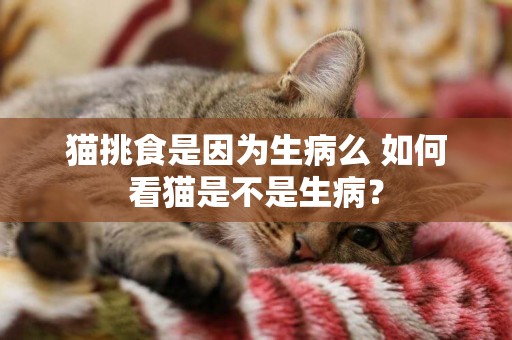 貓挑食是因為生病么 如何看貓是不是生病？
