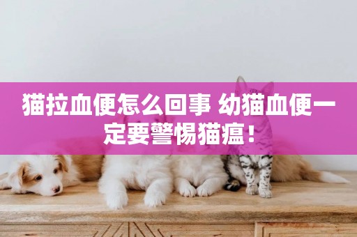 貓拉血便怎么回事 幼貓血便一定要警惕貓瘟! 貓拉血便怎么回事 幼貓血便一定要警惕貓瘟!