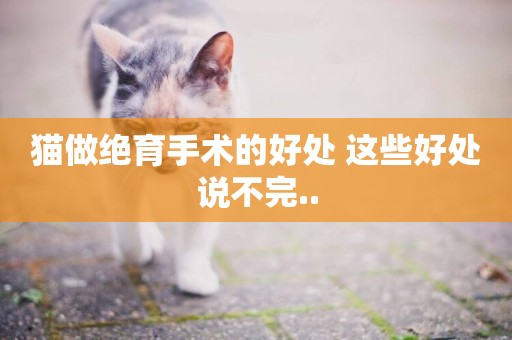 貓做絕育手術的好處 這些好處說不完..